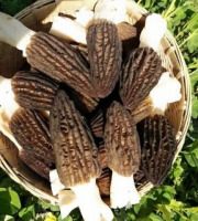 Morilles du Lac - Morilles Fraîches de Forêt - 1kg