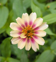 Nature et Saveurs - Ferme Aquaponique et Permacole Astérienne - Fleurs de zinia multicolore - 8g