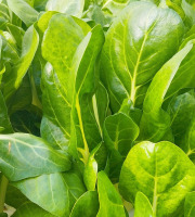 Nature et Saveurs - Ferme Aquaponique et Permacole Astérienne - Jeune blette blanche Jessica – tendreté et finesse