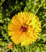 Nature et Saveurs - Ferme Aquaponique et Permacole Astérienne - Fleurs de souci jaune - 15g