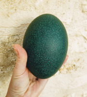 La Ferme Enchantée - Œuf d'Emeu Livraison incluse