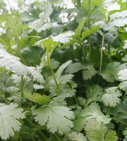 Nature et Saveurs - Ferme Aquaponique et Permacole Astérienne - Coriandre en Bouquet – L’aromatique des chefs
