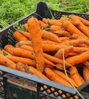 La Ferme de Goas Per - Carotte bio - 1Kg