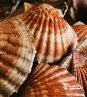 KI DOUR MOR - Coquilles Saint-Jacques vivantes de la Baie de Saint-Brieuc - 6 kg