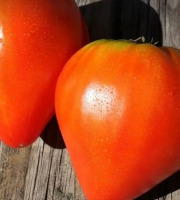 ChâteauFer - Tomate