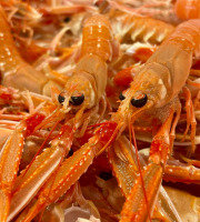 Brest Marée - Langoustines Vivantes petites bretonnes - 1kg