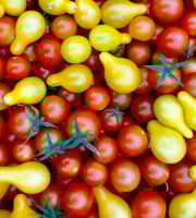 Nature et Saveurs - Ferme Aquaponique et Permacole Astérienne - Tomates cerises rouges & poire jaune : le duo gourmand