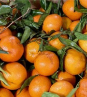 L'OLIVERAIE DU COUDON - Clémentines Catégorie 2 - 10kg