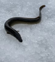 Pêcheur Toni  Micheau - Anguilles Jaunes Sauvages Vidées - 600g (3 Pièces)