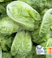 Les Nouvelles Fermes - Cœur de sucrine x2