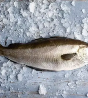 Brest Marée - Lieu Jaune entier - pièce de 1kg