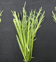 Nature et Saveurs - Ferme Aquaponique et Permacole Astérienne - Épinard corne de cerf – douceur verte et fraîcheur iodée