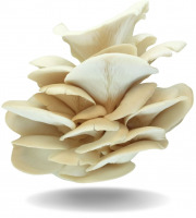 Naturélium - Le pleurote de l’orme 1,5kg