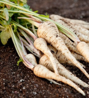 Nature et Saveurs - Ferme Aquaponique et Permacole Astérienne - Panais – douceur épicée et chair ivoire