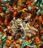 La Cabane à plantes - Infusion Novembre