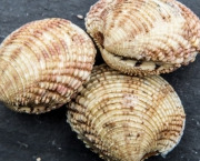 Saint Kerber - Cancale - Praires 3kg