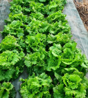 La Ferme de Goas Per - 1 Salade bio