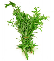 Les Herbes du Roussillon - Estragon Frais