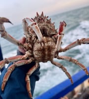 Armement Providence - En direct du bateau - Araignée de mer - Femelle Vivante