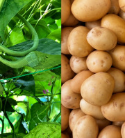 Domaine Reverchon - 1Kg Haricots Verts + 1Kg Grenaille