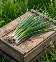 Nature et Saveurs - Ferme Aquaponique et Permacole Astérienne - Oignon Jeune — Ciboule & Cébette du Périgord