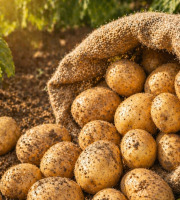 Pom Bio Berger - Pomme de Terre BIO variété MARABEL sac de 2.5kg