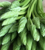 ChâteauFer - Asperge des bois