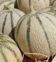 Domaine Reverchon - Melon du Vaucluse 10Kg