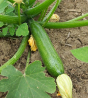 Les Jardins de Mondpa - courgette longue
