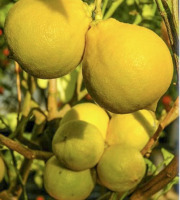 L'OLIVERAIE DU COUDON - CITRONS BIO  ###  9KG ### (PROMO EXCEPTIONNELLE – bien lire la description)