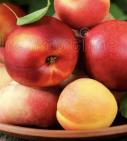 L’Oliveraie du Coudon - PANIER DE FRUITS ( ABRICOTS / PECHE / NECTARINE / PECHE PLATE ) 8KGG
