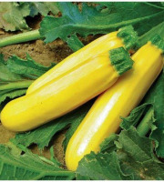 Les Champs Paradis - courgette jaune 500 gr