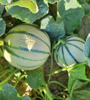 La Maison du Melon - Melon charentais x11