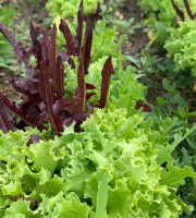 ChâteauFer - Mesclun 200g