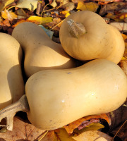 Le Pré de la Rivière - Butternut Bio - Origine France