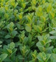 Les Herbes du Roussillon - (Offre pro) 20 kg de menthe fraîche