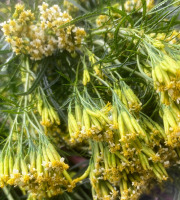 La Cabane à plantes - Tagete minuta fraîche