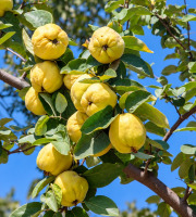 Naturélium - Coing bio du Vaucluse – Fruits frais de Provence env 2,2kg