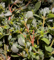 Naturélium - pourpier frais sauvage