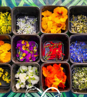 Nature et Saveurs - Ferme Aquaponique et Permacole Astérienne - Fleurs comestibles assortiment – éclat & finesse gastronomique