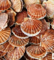 Brest Marée - Coquilles St Jacques de la rade de Brest - 1kg