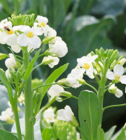 Nature et Saveurs - Ferme Aquaponique et Permacole Astérienne - Fleurs comestibles de Kai-Lan – signature florale végétale