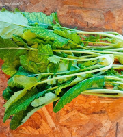 Nature et Saveurs - Ferme Aquaponique et Permacole Astérienne - Mini chou-rave vert - 5 pièces