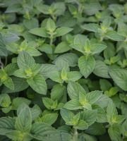 Maison Argentain - Menthe Pamplemousse - 70g