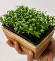 Horssol - Ferme urbaine - Micro-pousse de Coriandre x4 barquettes