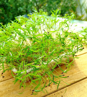 Nature et Saveurs - Ferme Aquaponique et Permacole Astérienne - Micropousse d’aneth coupée – fraîche et raffinée