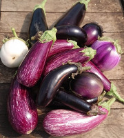 HERBA HUMANA - Aubergine mélange - 5kg