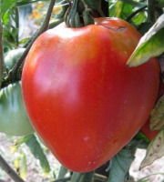 Les Champs Paradis - tomate coeur de boeuf véritable 1 kg