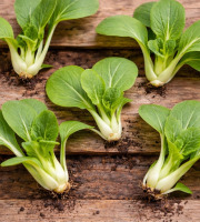 Nature et Saveurs - Ferme Aquaponique et Permacole Astérienne - Mini pak choï Goku - 5 pièces