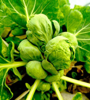 Nature et Saveurs - Ferme Aquaponique et Permacole Astérienne - Mini choux Rosette Frivole — petits joyaux végétaux